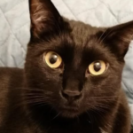 Cosmo