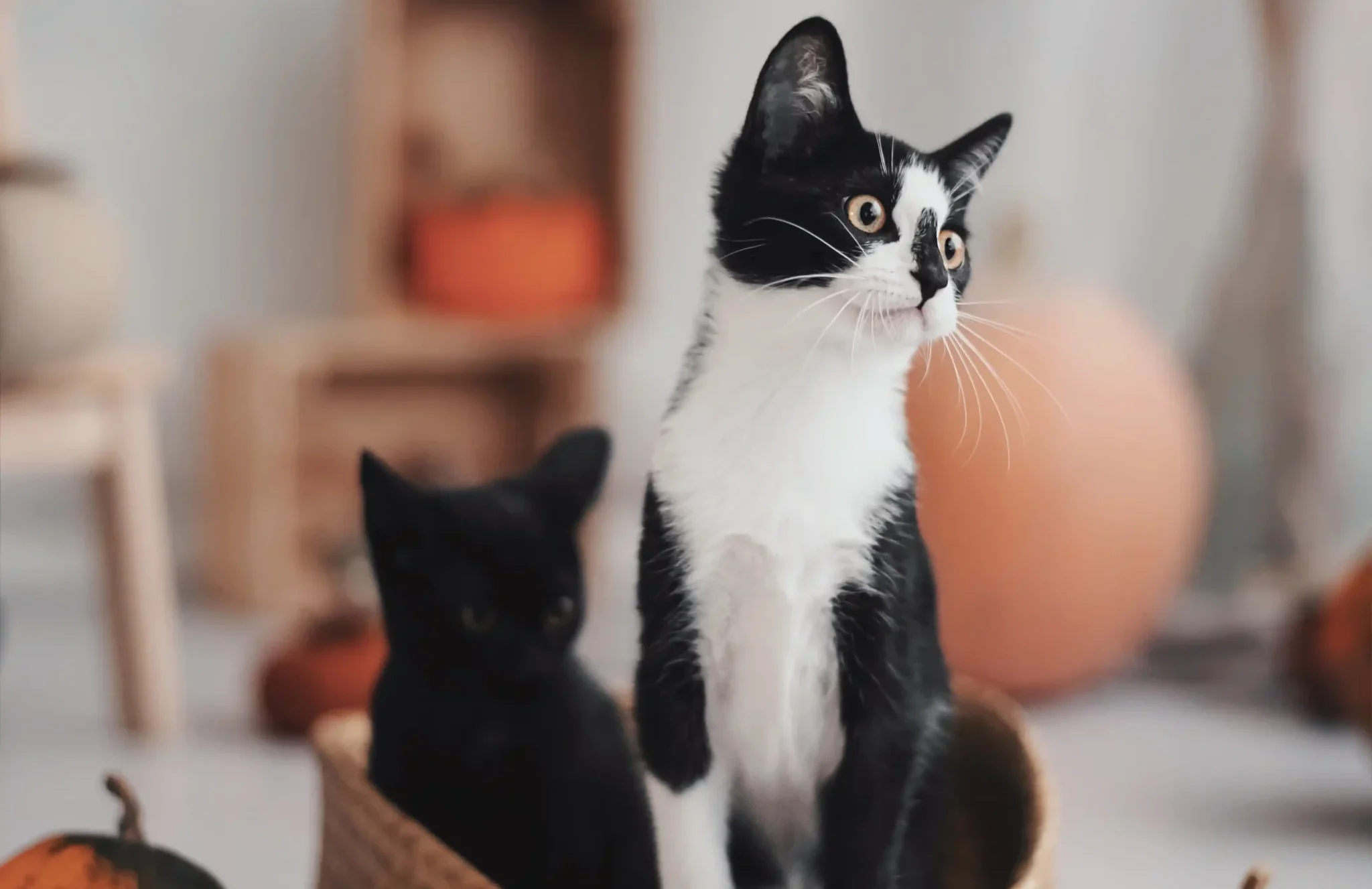 Gatopía Salceda - Asociación de Gatos
