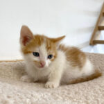Charlie