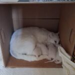 Blanca