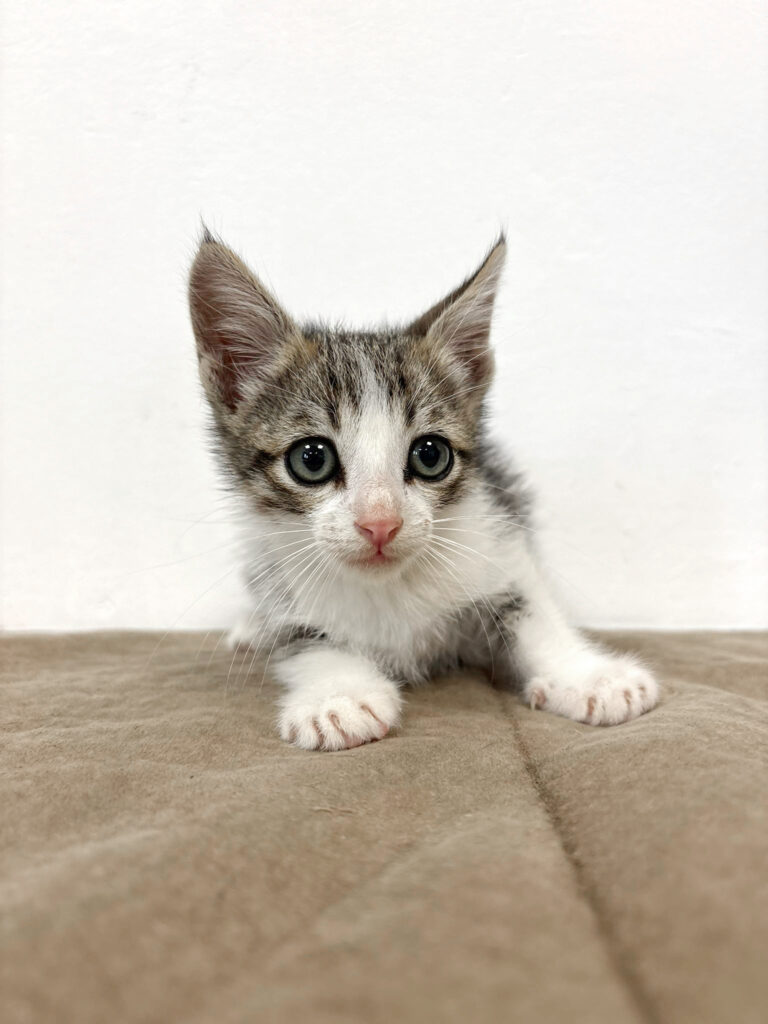 Milo