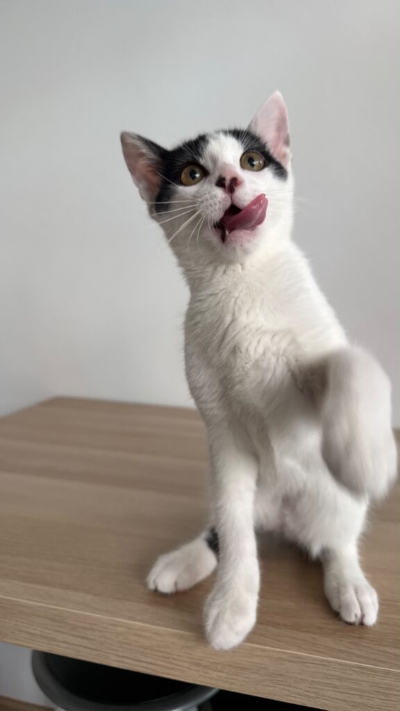 Taco