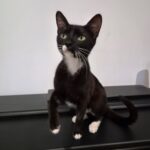 Kali
