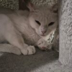 Blanca