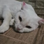 Blanca