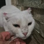 Blanca