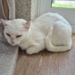 Blanca